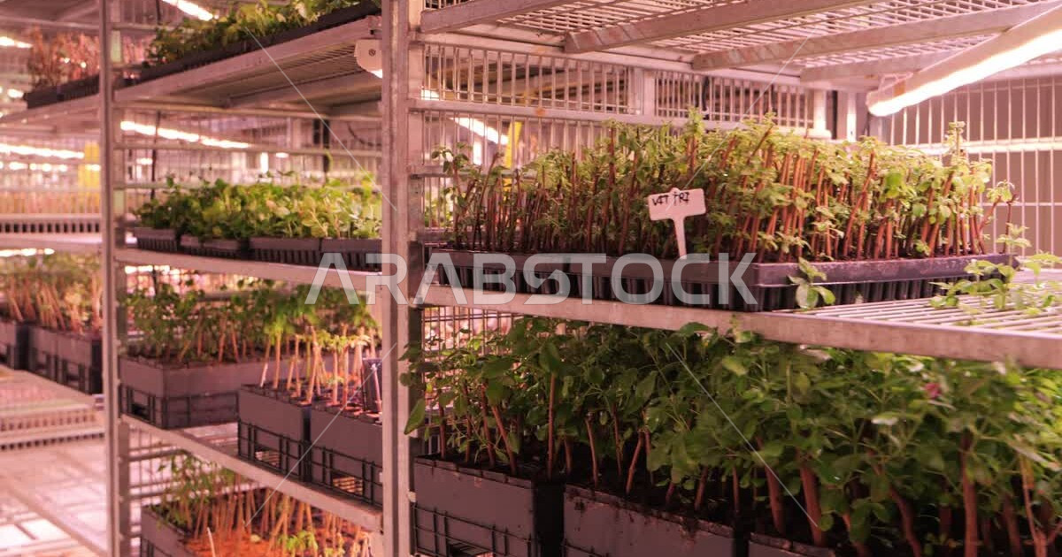 Interest in afforestation and planting local crops, agricultural plants