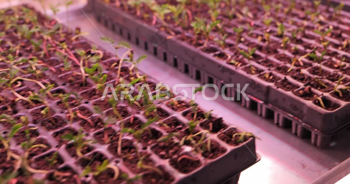 Agricultural plants on shelves in the greenhouse, the Green Riyadh