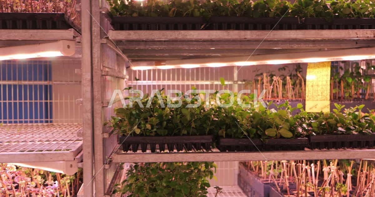 Agricultural plants on shelves in the greenhouse, the Green Riyadh
