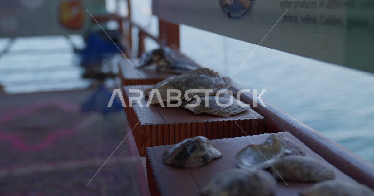 Close-up photography of types of natural oyster shells, ancient folk ...