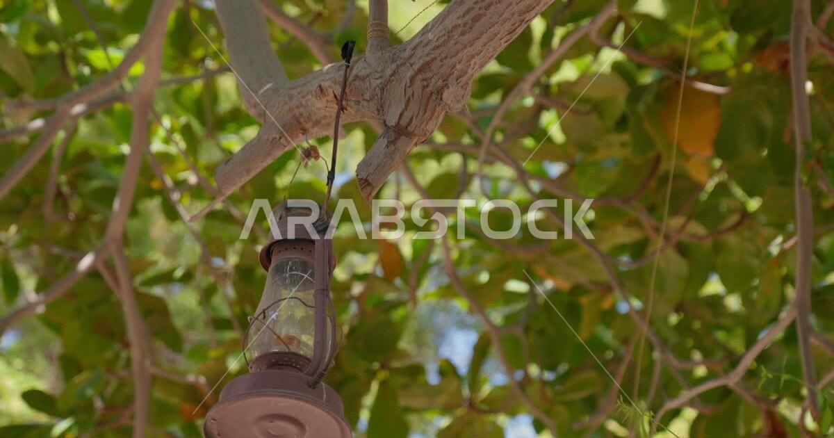 Trees and green plants, tourist places in the Ras Al Khaimah region, a