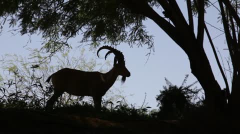 Nubian Ibex- Capra ibex nubiana