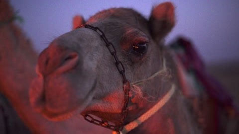 Gentle eyed Camel resting near Desert Campfire at dusk in Oman - Close up