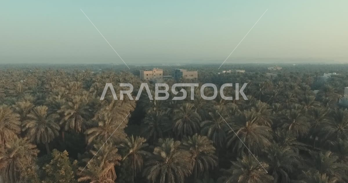 The beautiful Al-Ahsa Governorate with a palm tree-filled landscape in ...