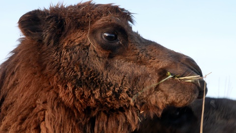 Camel on grass close-up summer video