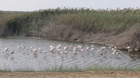 Colony of greater flamingos at Al Wathba Wetland Reserve