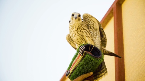 A falcon is looking around on the arm of a man