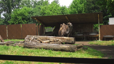 Camel family in captivity. Many camels stroll through the aviary to the Kiev Zoo