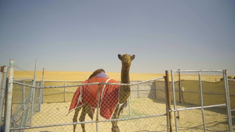 Camel looking to the camera.The most expensive camel in the camel farm of