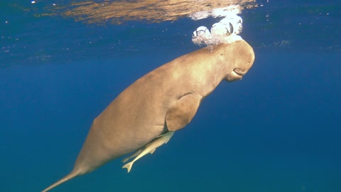 Dugong breathes at the surface of the sea underwater, slow motion