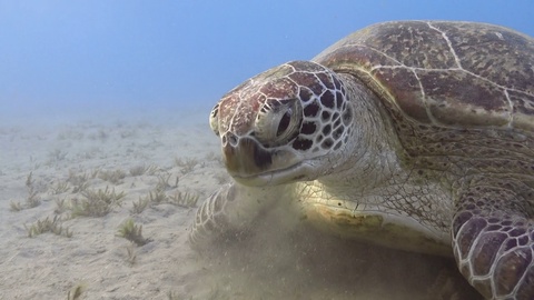 Green sea turtle feeding sea grass underwater close up