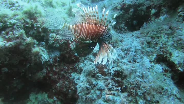 Fish wealth and aquatic plants in the Kingdom of Saudi Arabia, a marine nature reserve, colorful coral reefs in the depths of the sea, displaying the wonders of the aquatic environment in the sea, a group of small fish swimming in the water