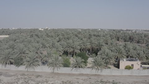 Palm Tree Farms In Al Ahsa Governorate In The Eastern Province Date 