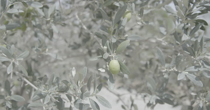 A local national agricultural crop and product, coffee farms in Al Baha region, a close-up of fresh coffee beans on the tree, interest in afforestation and agriculture in nature reserves in the Kingdom of Saudi Arabia