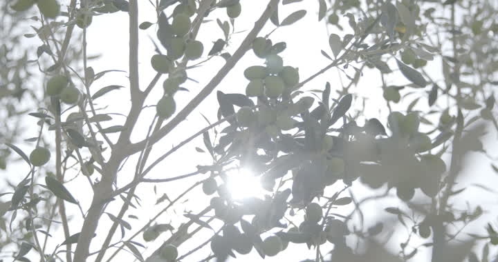 A local national agricultural crop and product, coffee farms in Al Baha region, a close-up of fresh coffee beans on the tree, interest in afforestation and agriculture in nature reserves in the Kingdom of Saudi Arabia
