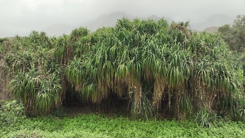 البيوت الطينية القديمة في قرية ذي العين التراثية, نمو النباتات في القمم والمرتفعات الجبلية, جبال منطقة الباحة, معلم سياحي طبيعي مشهور في المملكة العربية السعودية, التكوينات والتشكيلات الصخرية