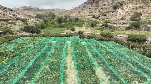 مزارع أشجار النخيل في مدينة الباحة في النهار، موسم حصاد التمور، تصوير درون جوي للأشجار والمحاصيل الزراعية المحلية، أراضي ومحميات طبيعية لزراعة النخل والرطب في المملكة العربية السعودية