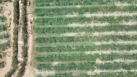 مزارع أشجار النخيل في مدينة الباحة في النهار، موسم حصاد التمور، تصوير درون جوي للأشجار والمحاصيل الزراعية المحلية، أراضي ومحميات طبيعية لزراعة النخل والرطب في المملكة العربية السعودية