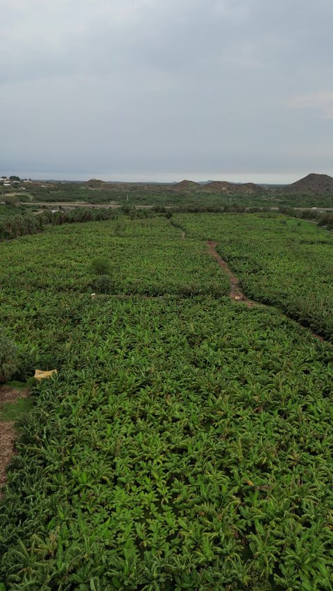 Green trees and plants in Wadi Al-Fatiha in Jazan, crops and agricultural terraces on the peaks and highlands, vast agricultural areas in the Kingdom of Saudi Arabia, Jazan's natural landmarks