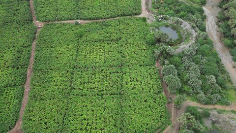 الاشجار والنباتات الخضراء في وادي الفطيحة بجازان، المزروعات والمدرجات الزراعية على  القمم والمرتفعات، المساحات الزراعية الواسعة في المملكة العربية السعودية، معالم جازان الطبيعية