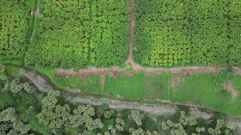 الاشجار والنباتات الخضراء في وادي الفطيحة بجازان، المزروعات والمدرجات الزراعية على  القمم والمرتفعات، المساحات الزراعية الواسعة في المملكة العربية السعودية، معالم جازان الطبيعية