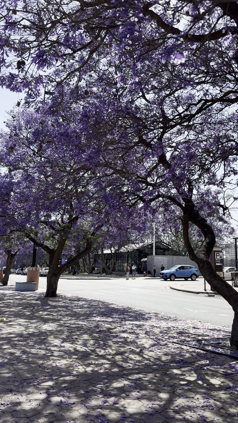 Jacaranda trees growing on Al-Fan Street in Asir region, Abha city roads during the day, distinctive tourist cities in the Kingdom of Saudi Arabia, interest in planting trees and green plants