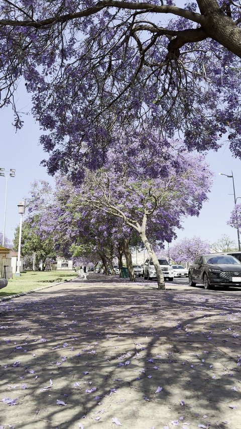 نمو اشجار الجاكرندا في شارع الفن في منطقة عسير، طرقات مدينة أبها في النهار، المدن السياحية المميزة في المملكة العربية السعودية، الاهتمام بزراعة الاشجار والنباتات الخضراء