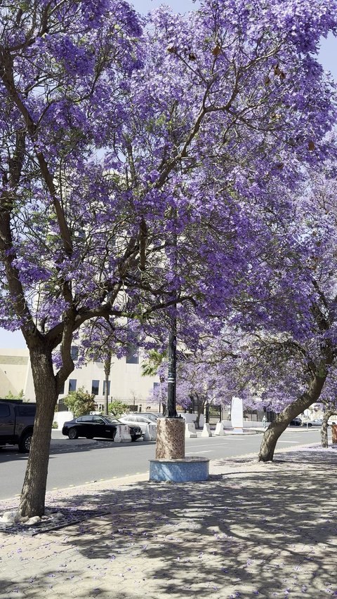 نمو اشجار الجاكرندا في شارع الفن في منطقة عسير، طرقات مدينة أبها في النهار، المدن السياحية المميزة في المملكة العربية السعودية، الاهتمام بزراعة الاشجار والنباتات الخضراء