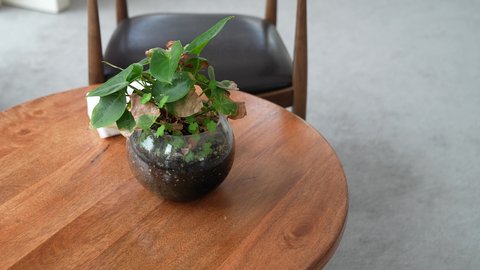 ديكور داخلي طبيعي، تصوير مقرب لنباتات زينة طبيعية مزروعة في أصيص زجاجي موضوع على طاولة خشبية، لمسة ديكور داخلية