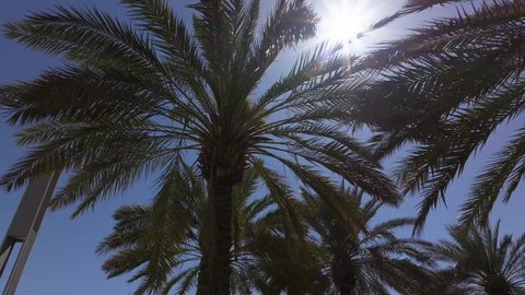 مزارع أشجار النخيل في مدينة حائل، موسم حصاد التمور، تصويرمقرب للأشجار والمحاصيل الزراعية المحلية، أراضي ومحميات طبيعية لزراعة النخل والرطب في المملكة العربية السعودية