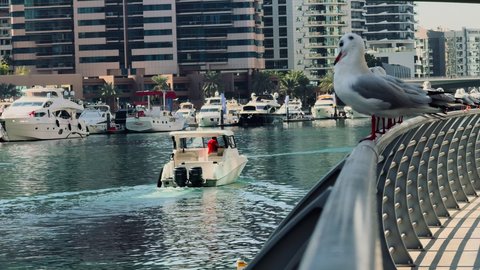 Famous tourist attractions and landmarks, Dubai Marina, the architectural art of towers and skyscrapers, the artistic and urban development of buildings in the United Arab Emirates, the movement of yachts and ships in the Dubai Marina tourist station