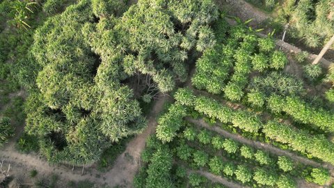 The mountain peaks and heights of the village of Dhi Ain, the Arab architectural art of the old stone houses in the city of Al Baha, green trees and plants, a village on a mountain of white marble, ancient historical monuments, tourist attractions in Saudi Arabia