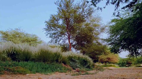 أشجار ومحاصيل زراعية في المملكة العربية السعودية، تصوير درون جوي للحقول والأراضي الخضراء، منتزه وادي حنيفة في مدينة الرياض, مكان طبيعي ترفيهي, جذب واستقطاب السياح من كافة دول العالم