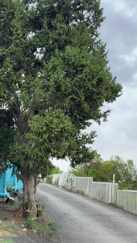 أماكن ومنتزهات طبيعية خضراء, جبال السوده العالية في منطقة عسير, مناطق ومعالم سياحية مشهورة, مناظر الطبيعة الجبلية على الهضاب والمرتفعات، مناطق جذب واستقطاب السياح من كافة دول العالم الى المملكة العربية السعودية