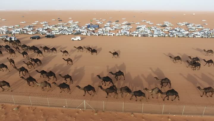 مسابقة الجمال العربية الاصيلة، الانشطة الشعبية التراثية في صحاري السعودية، تطوير وتوفير البيئة المناسبة لسباق الهجن، تصوير درون جوي لحشود الجمهور وازدحام السيارات في مهرجان الملك عبد العزيز لمتابعة حركة الابل اثناء السباق