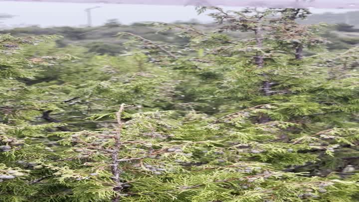 سلاسل جبال أبها والنماص الصخرية، التضاريس الحجرية الوعرة، تصوير جوي للبيئة الجبلية في منطقة عسير، جذب واستقطاب السياح من كافة انحاء العالم، الأماكن والمعالم السياحية الطبيعية المشهورة، الأشجار والنباتات على سفوح الجبل