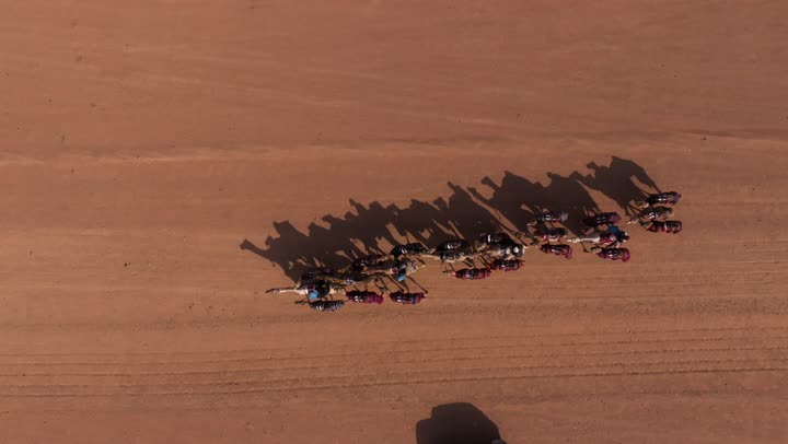 A group of camels walking in the desert on soft golden sand, desert natural areas, breeding camels and camels within natural reserves in the Kingdom of Saudi Arabia, camel caravans in the desert