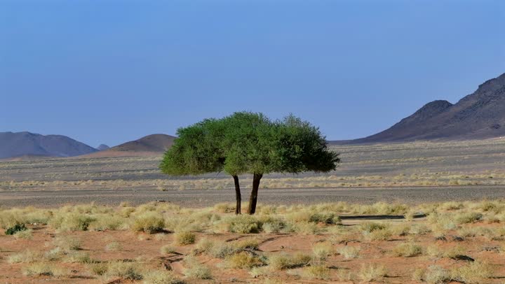 Interest in agriculture, afforestation and expanding green spaces, a picture of a large farm in the Hail region of the Kingdom of Saudi Arabia, local products and high-quality agricultural crops, fertile agricultural lands in Saudi Arabia
