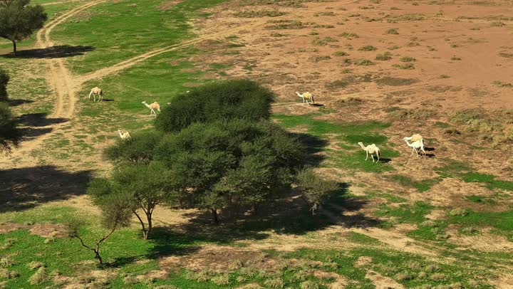 الاهتمام بالزراعة والتشجير وتوسيع المساحات الخضراء، صورة لمزرعة كبيرة في منطقة حائل بالمملكة العربية السعودية، منتجات محلية ومحاصيل زراعية ذات جودة عالية، الأراضي الزراعية الخصبة في السعودية
