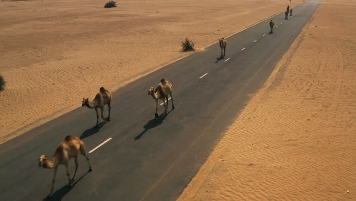The care of camels and livestock in the United Arab Emirates, the soft golden sands of the desert, a herd of camels walking in one of the desert areas, a nature reserve for raising wild animals, and the love of purebred Arabian camels passed down through generations.