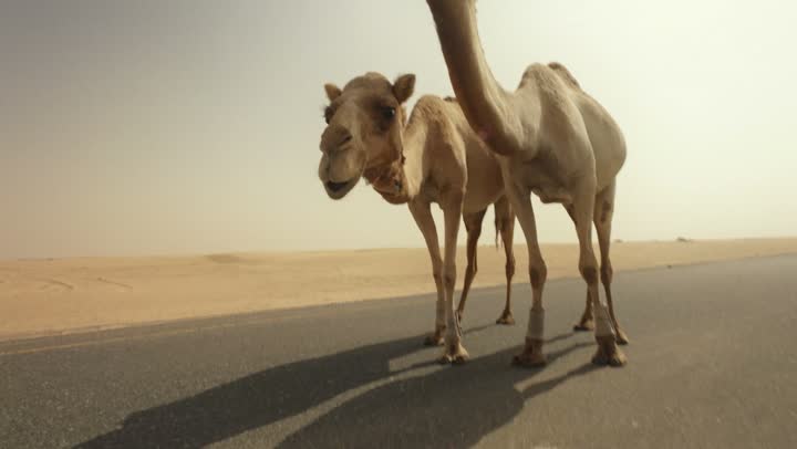 الاهتمام برعاية الابل والماشية بالامارات العربية المتحدة، الرمال الذهبية الناعمة في الصحراء، قطيع من الجمال تمشي في إحدى المناطق الصحراوية، محمية طبيعية لتربية الحيوانات البرية، توارث حب النوق العربية الاصيلة بين الاجيال