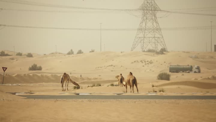 The care of camels and livestock in the United Arab Emirates, the soft golden sands of the desert, a herd of camels walking in one of the desert areas, a nature reserve for raising wild animals, and the love of purebred Arabian camels passed down through generations.