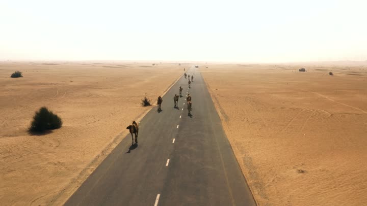 A herd of camels walking in a desert area, a nature reserve for raising wild animals, the love of purebred Arabian camels passed down through generations, the importance of caring for camels and livestock in the United Arab Emirates, and the soft golden sands of the desert.