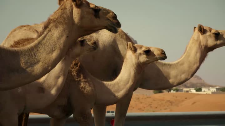A herd of camels walking in a desert area, a nature reserve for raising wild animals, the love of purebred Arabian camels passed down through generations, the importance of caring for camels and livestock in the United Arab Emirates, and the soft golden sands of the desert.