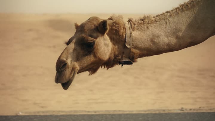 Camel care and breeding in the UAE's wilderness areas, the love of purebred Arabian camels passed down through generations, camels in a nature reserve in Dubai, the use of camels for transportation and migration, and the soft golden sands of the desert.