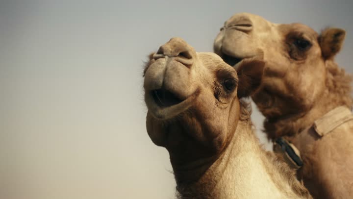 Camel care and breeding in the UAE's wilderness areas, the love of purebred Arabian camels passed down through generations, camels in a nature reserve in Dubai, the use of camels for transportation and migration, and the soft golden sands of the desert.