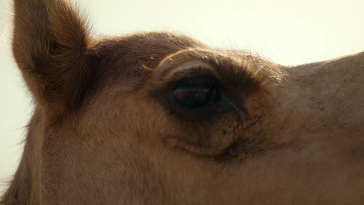 استخدام الإبل في التنقل والترحال، الرمال الذهبية الناعمة في الصحراء، رعاية وتربيه الجمال في المناطق البرية في الإمارات العربية المتحدة، توارث حب النوق العربية الاصيلة بين الاجيال، حيوان الجمل في إحدى المحميات الطبيعية في إمارة دبي