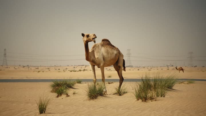 The use of camels for transportation and travel, the soft golden sands of the desert, the care and breeding of camels in the wild areas of the United Arab Emirates, the inheritance of the love of purebred Arabian camels between generations, and the camel in one of the nature reserves in the Emirate of Dubai.