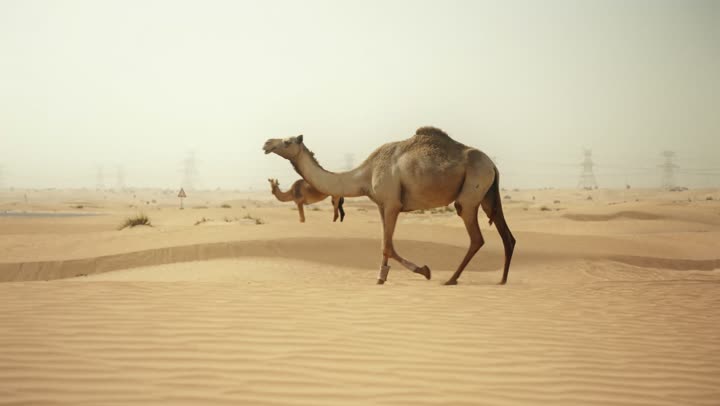 The use of camels for transportation and travel, the soft golden sands of the desert, the care and breeding of camels in the wild areas of the United Arab Emirates, the inheritance of the love of purebred Arabian camels between generations, and the camel in one of the nature reserves in the Emirate of Dubai.