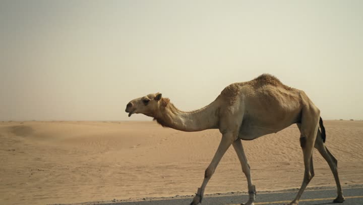 The use of camels for transportation and travel, the soft golden sands of the desert, the care and breeding of camels in the wild areas of the United Arab Emirates, the inheritance of the love of purebred Arabian camels between generations, and the camel in one of the nature reserves in the Emirate of Dubai.